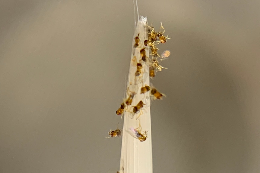 Tiny wasps on the tip of a paint brush.