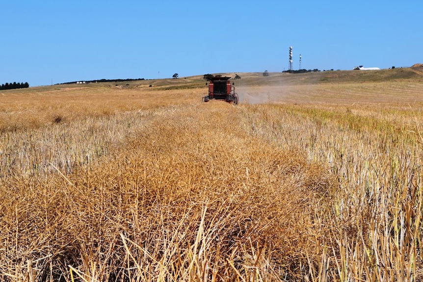 Harvesting canola in central Gippsland. The canola is yielding 2.2 tonnes per hectare.