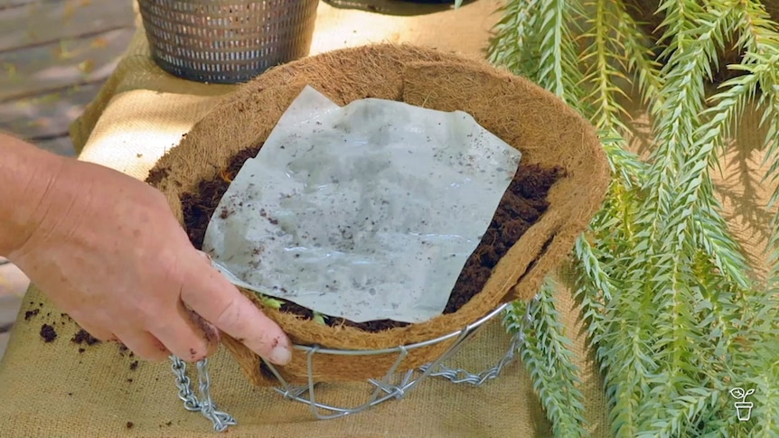 Pot filled with potting mix with a wet cloth covering the soil.