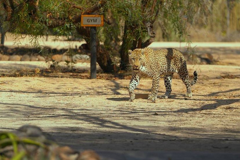 A film still of cheetah by the roadside from The Year Earth Changed