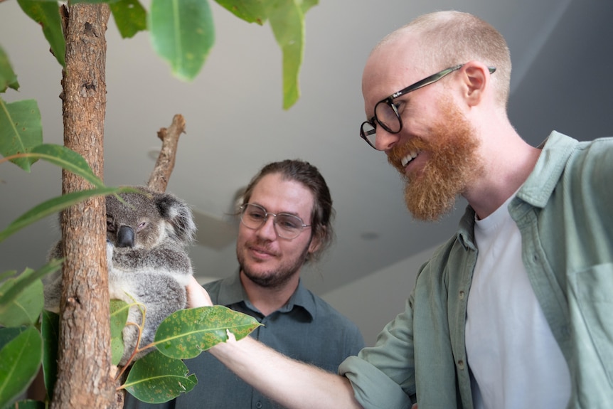 Two men smiling at a koala that is sleeping on a branch.
