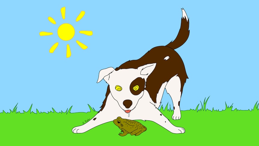 An illustration of a dog and cane toad.