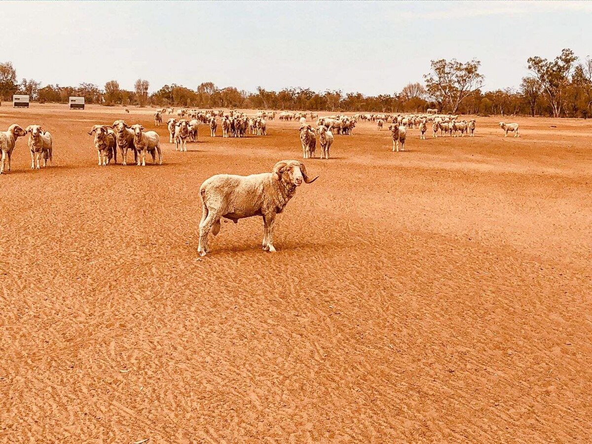 Dirranbandi lifts after rain, Cubbie Station eyes biggest cotton crop