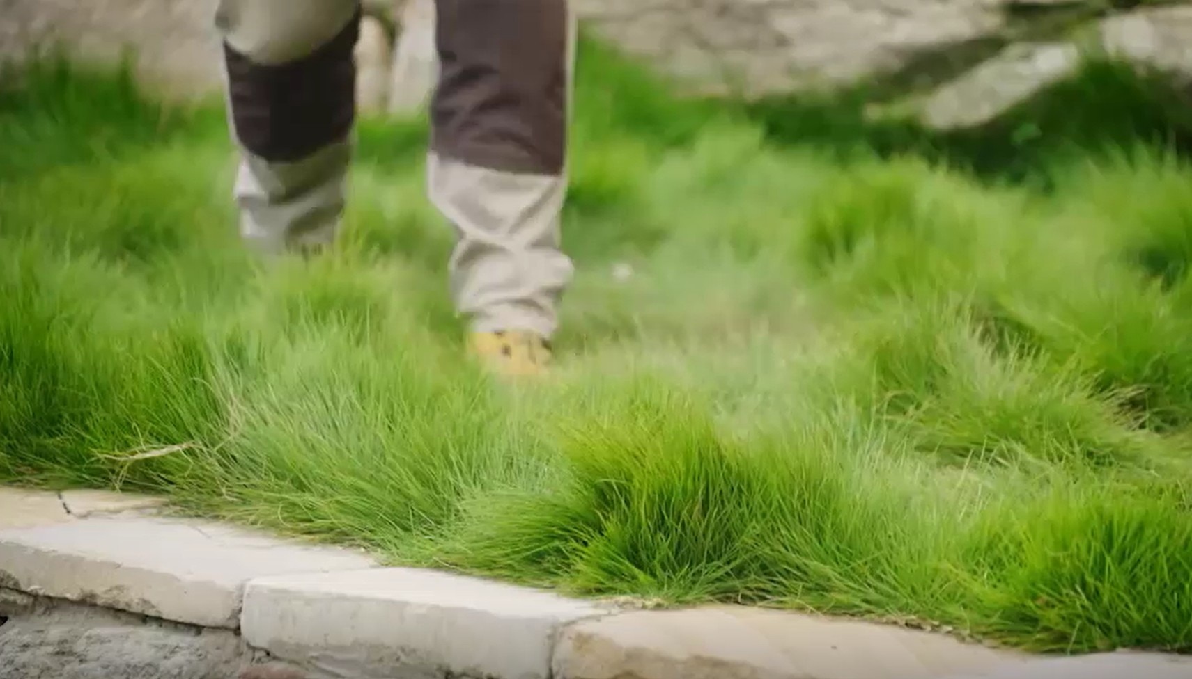 Lush native lawn ideas for waterwise, lower-maintenance gardens