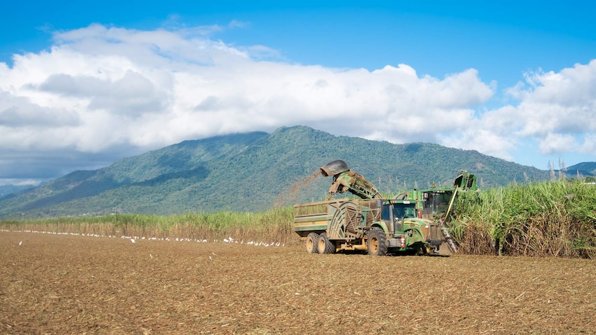 A harvester cuts through cane field while a tractor loaded with a hauling bin drives alongside to collect the harvested cane.
