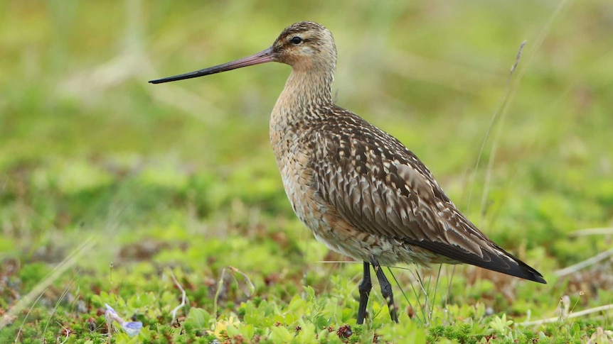 A bird, dark brown, flecks of ginger, long, fine, up-turned beak stands brightly alert against mossy, moist background
