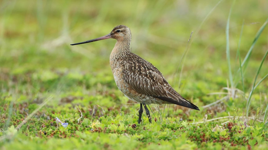 Bar-tailed godwit chick in Alaska