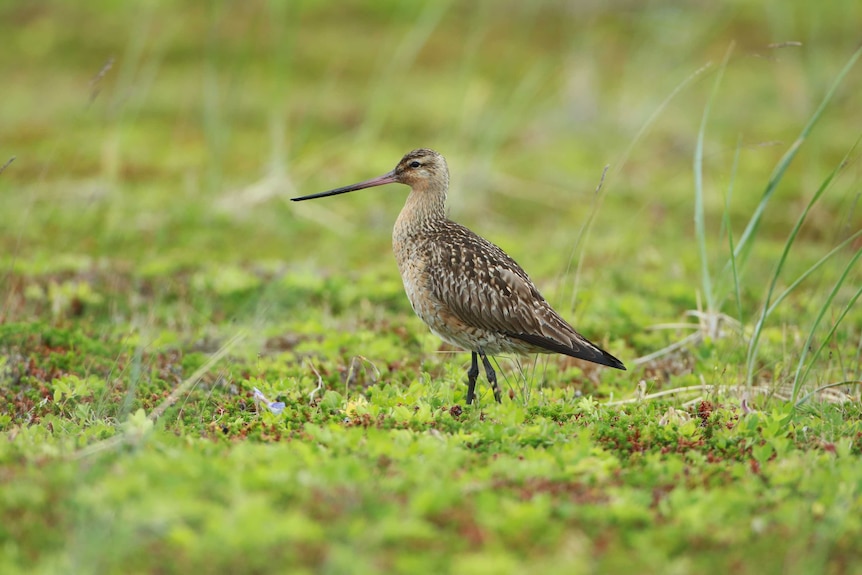 Bar-tailed godwit chick in Alaska