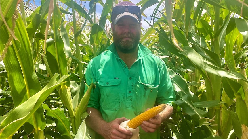 A man in a green shirt and cap stands in a corn crop which is taller than him, holding a corn cob