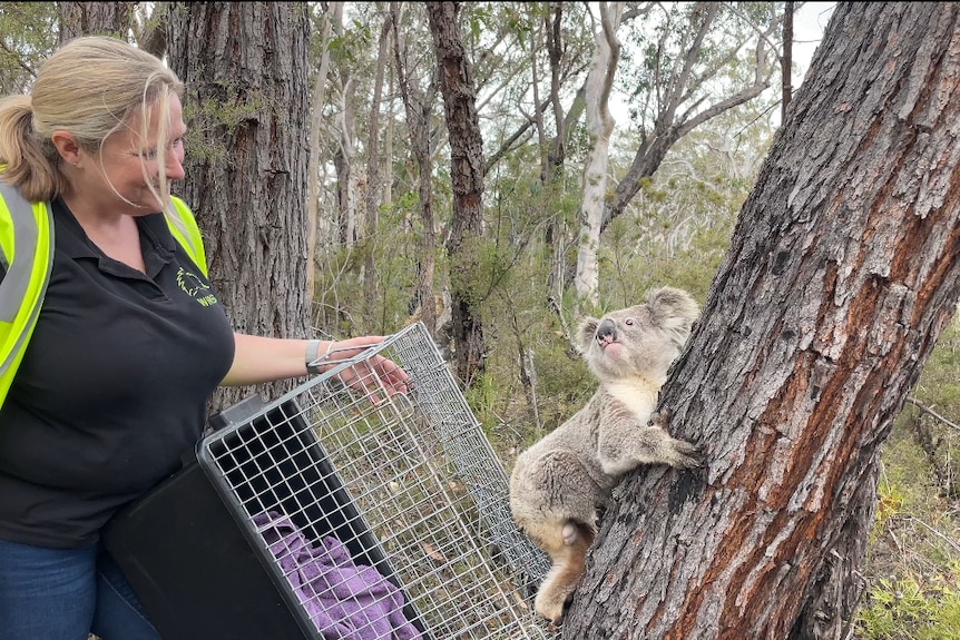 koala latching on to tree after emerging from cage looking back at lady who cared for him