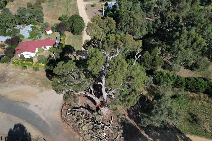 An aerial shot of a large tree with broken limbs on the ground and a red-roofed house in the background.