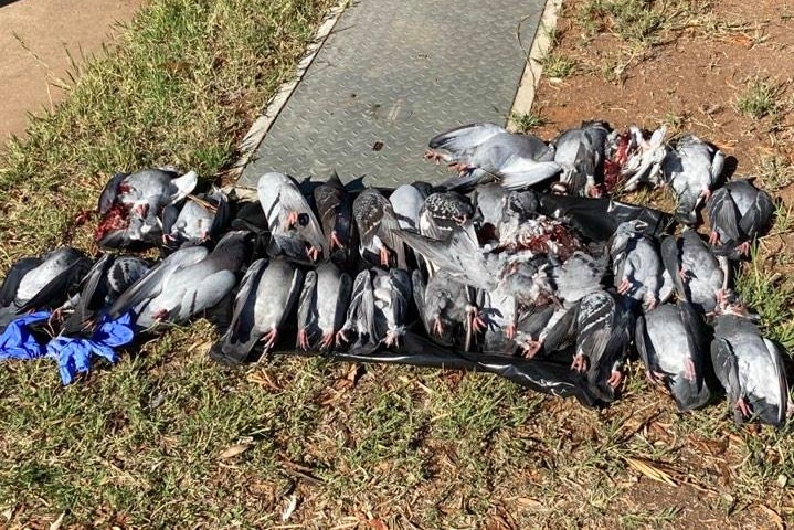 30 dead pigeons on the ground, with a pair of blue gloves next to them
