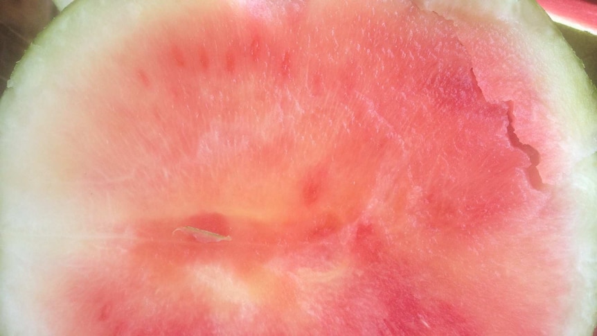The yellowed inside of a watermelon infected with Cucumber Green Mottle Mosaic Virus.