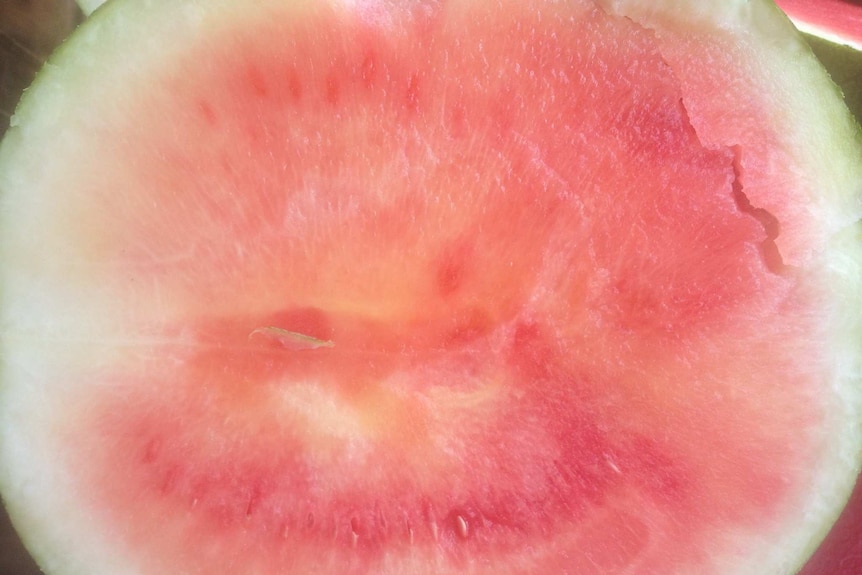 The yellowed inside of a watermelon infected with Cucumber Green Mottle Mosaic Virus.