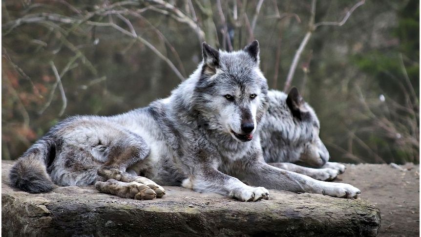 Two wolves lying on a rock.