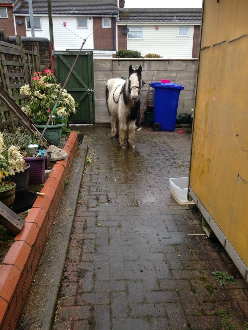The pony stands in a small backyard in Stoke-on-Trent.