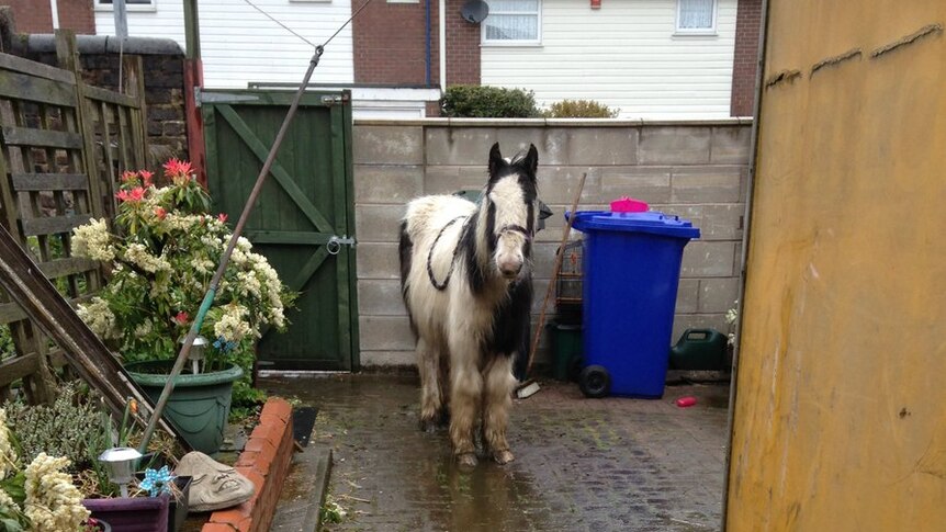 The pony stands in a small backyard in Stoke-on-Trent.