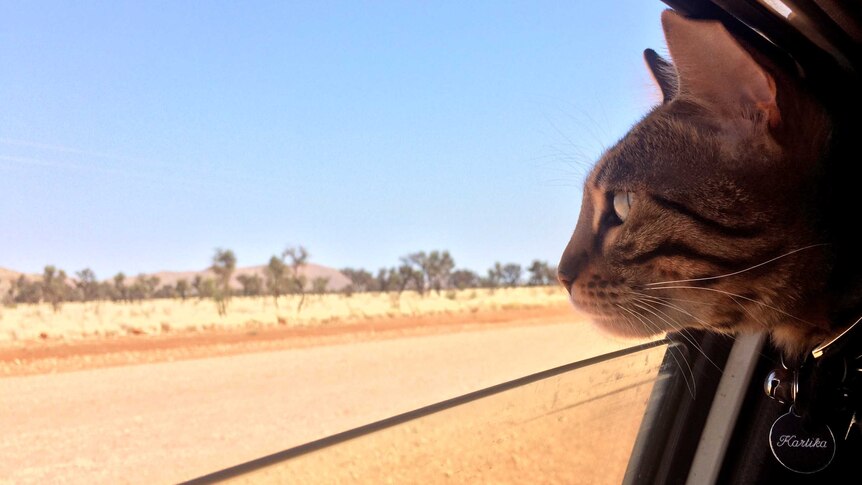 A cat with dark brown spots sits in a car with its head slightly outside the lowered window to look at the desert scenery.