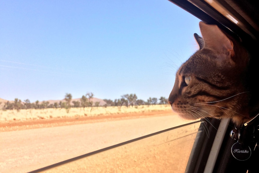 A cat with dark brown spots sits in a car with its head slightly outside the lowered window to look at the desert scenery.