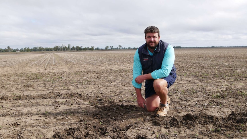 Mark Dunne kneels in the middle of a harvested paddock and points at pig tracks