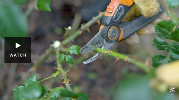 Secateurs cutting the thorny stem of a rose. Has Video.
