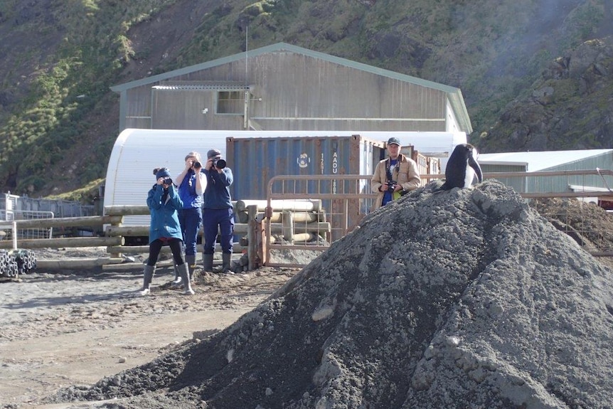 Macquarie Island expeditioners capture photos of the visiting chinstrap penguin January 2017