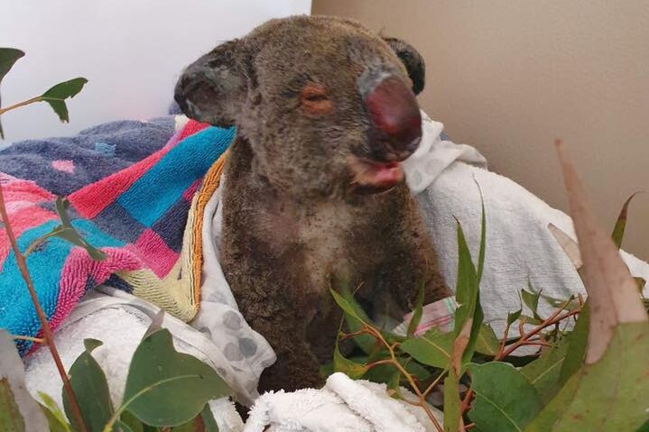 A koala badly burnt by the fire is cared for in a washing basket with eucalyptus.