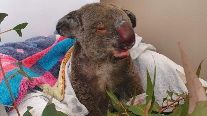 A koala badly burnt by the fire is cared for in a washing basket with eucalyptus.