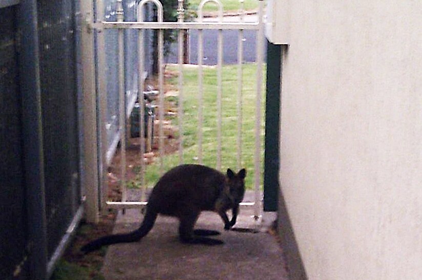 Wallaby in Mount Gambier