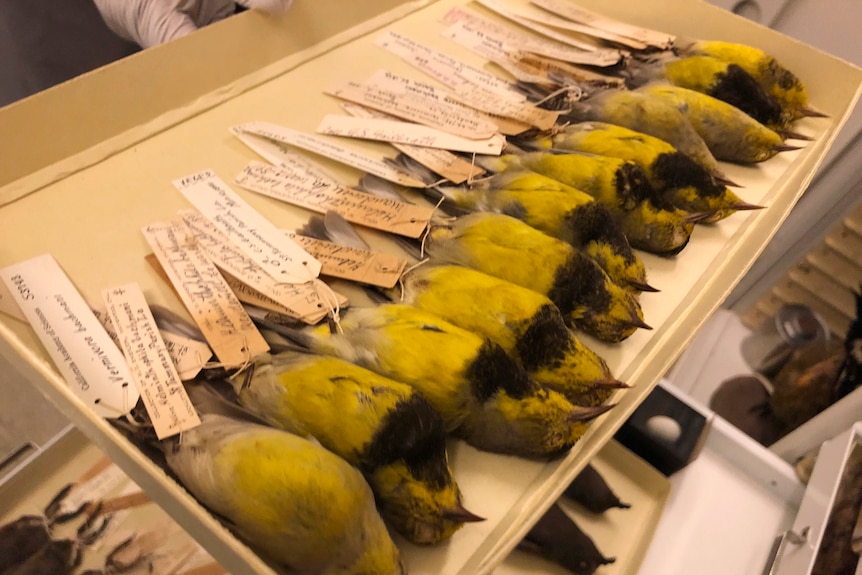 A line of specimens of the Bachman's warbler lie in a tray.