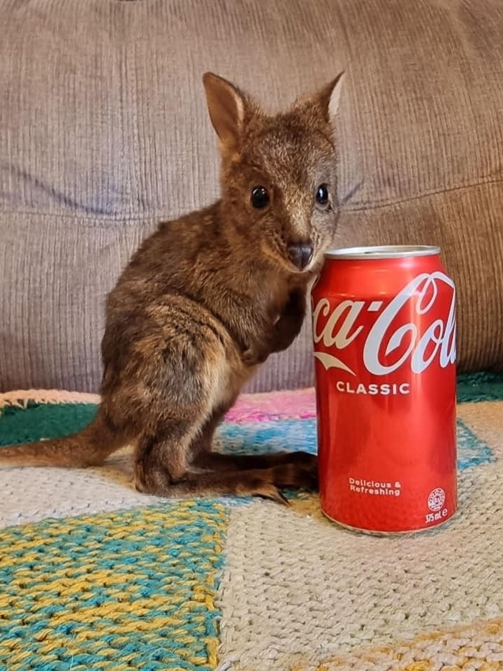 George the pademelon with soft drink can for size reference.