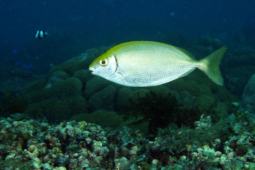A silvery fish with a greenish tinge from its face back along its spine to its tail swimming in the water