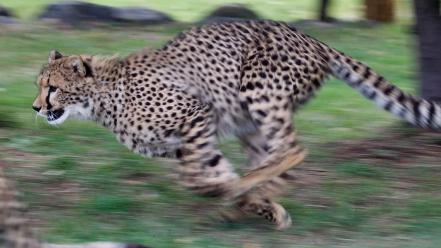 Ailsa, a 10-month-old cheetah cub