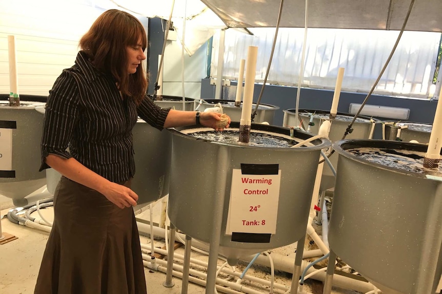 Researcher holds whelk shell over sea water simulation tank at SCU National Marine Science Centre in Coffs Harbour, NSW.