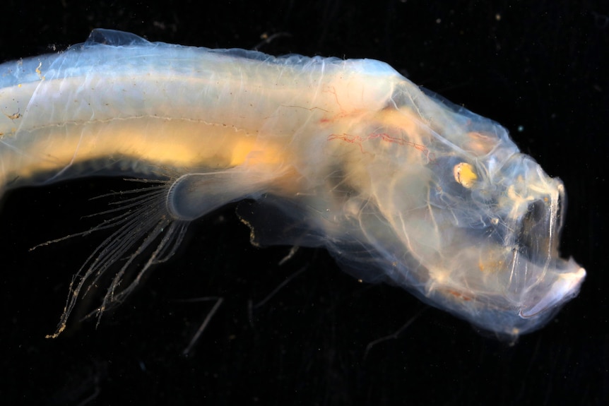 A translucent underwater creature with a protruding jaw is seen on a black background. 