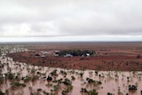 There are reports stranded cattle are starving because of the floods.