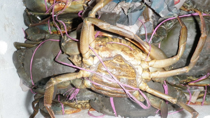 Female crabs are protected.