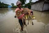 A villager carries a a calf and wades through floodwaters