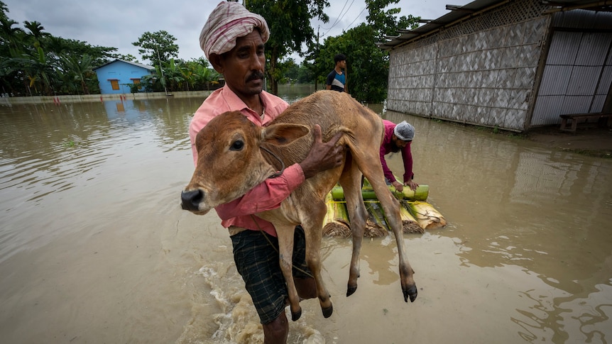 A villager carries a a calf and wades through floodwaters