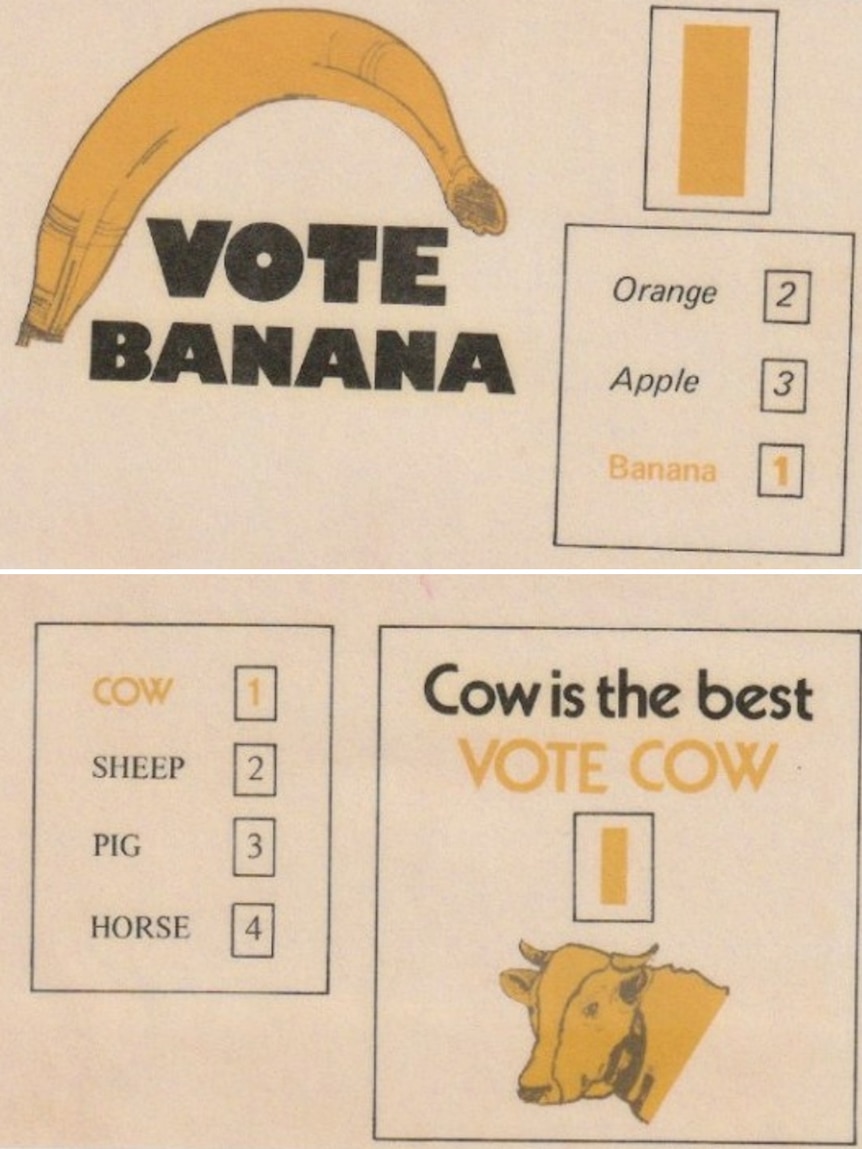 A split image showing two crude how-to-vote cards, one for a banana and another for a cow.