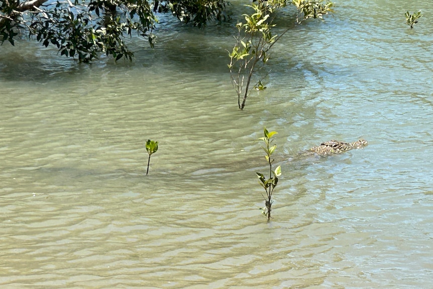 Close up of large crocodile in mangroves 