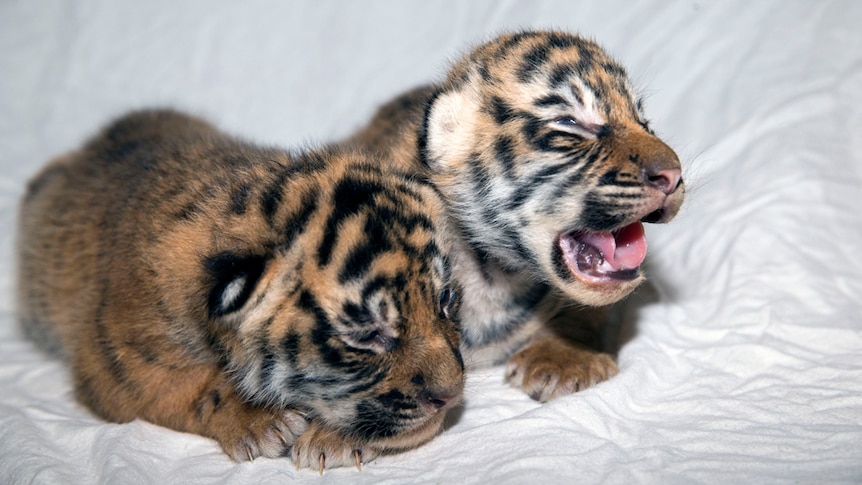 Two female tiger cubs