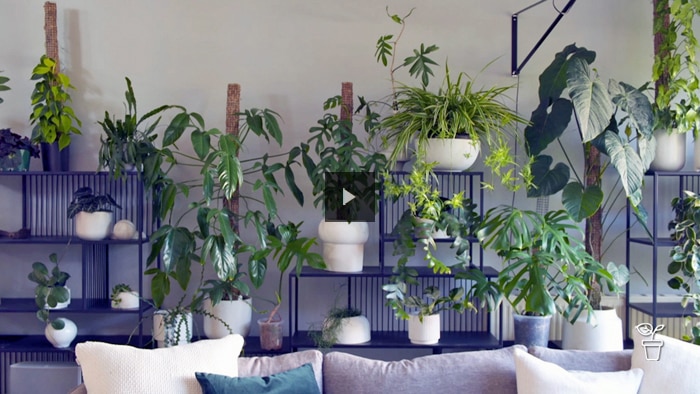 The Great Indoors - Plant Styling Image