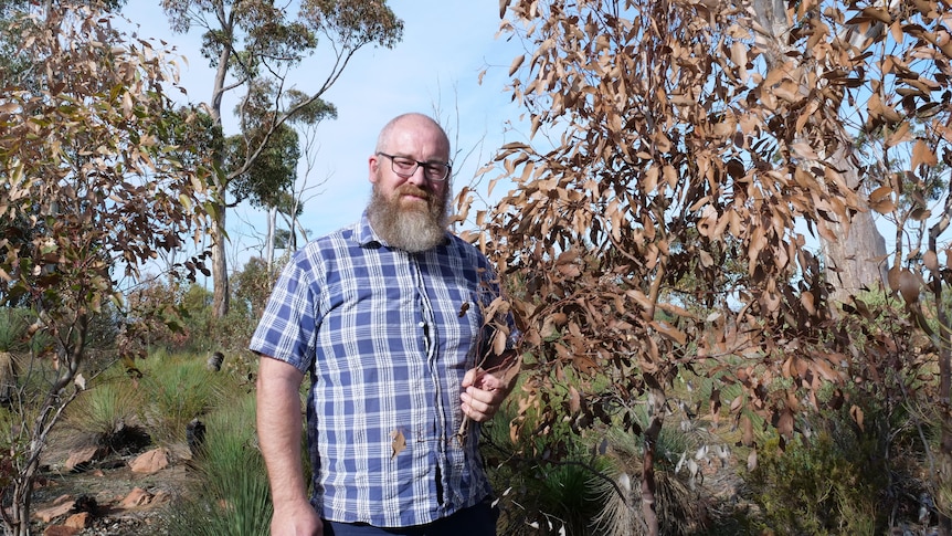 A man stands in a paddock holding a branch of dry, dead leaves with small dead trees around him.