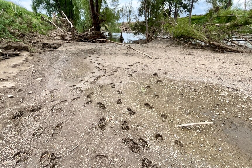 Footprints near the Hunter River, Denman