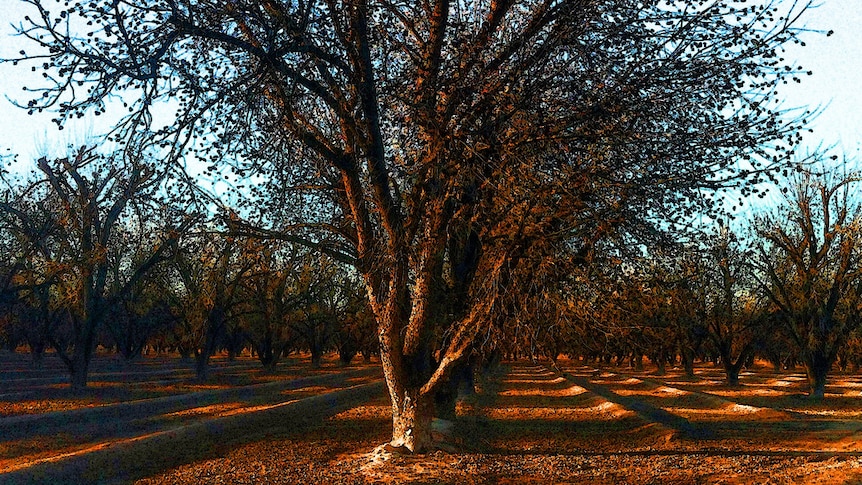 Pecan tree