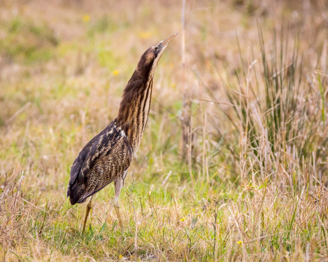 A brown bittern bird in the reeds.