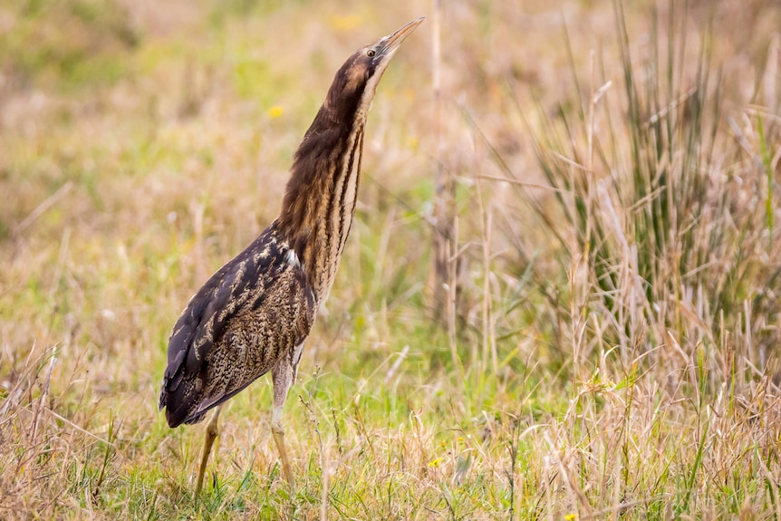 A brown bittern bird in the reeds.