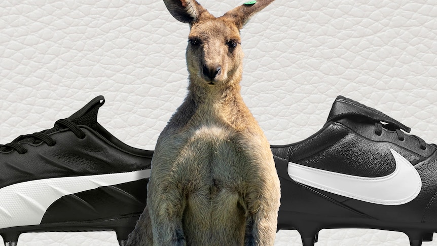 A kangaroo stands in front of two soccer boots, one made by Nike and the other by Puma.