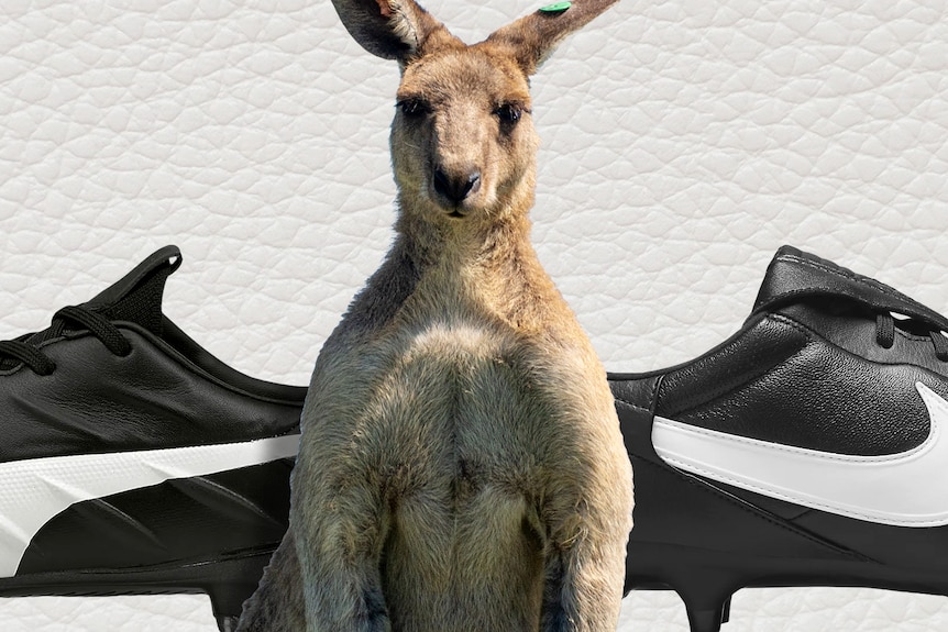 A kangaroo stands in front of two soccer boots, one made by Nike and the other by Puma.